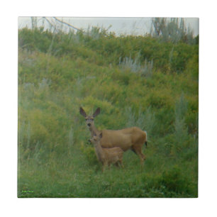 D5 Mule Deer Doe and Fawn Ceramic Tile