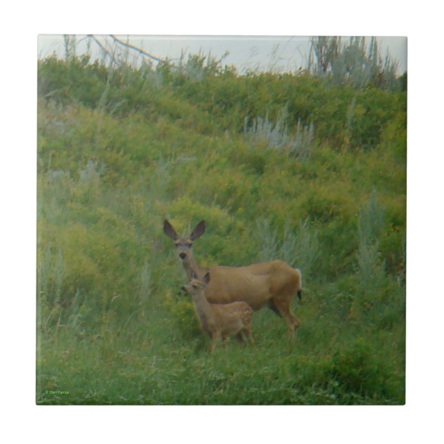 D5 Mule Deer Doe and Fawn Ceramic Tile (Front)