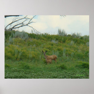 D5 Mule Deer Doe and Fawn Poster