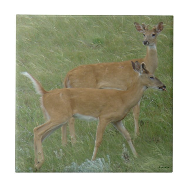 D6 White-tailed Deer Spring Bucks Ceramic Tile (Front)