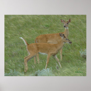 D6 White-tailed Deer Tongue Out Poster
