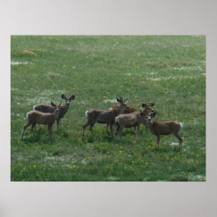 D7 Mule Deer Spring Bucks on Green Poster