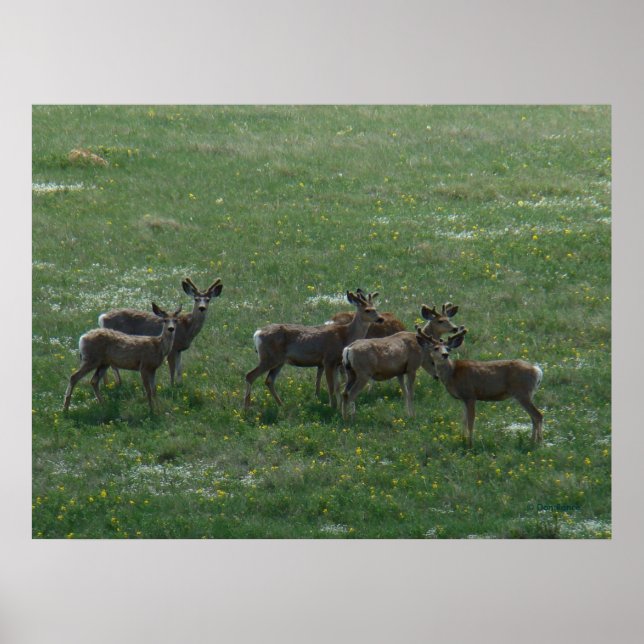 D7 Mule Deer Spring Bucks on Green Poster (Front)