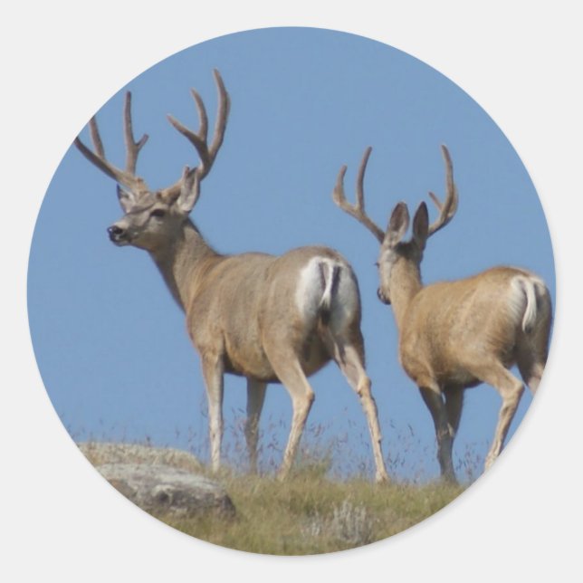 D9 Mule Deer Bucks in Velvet Classic Round Sticker (Front)