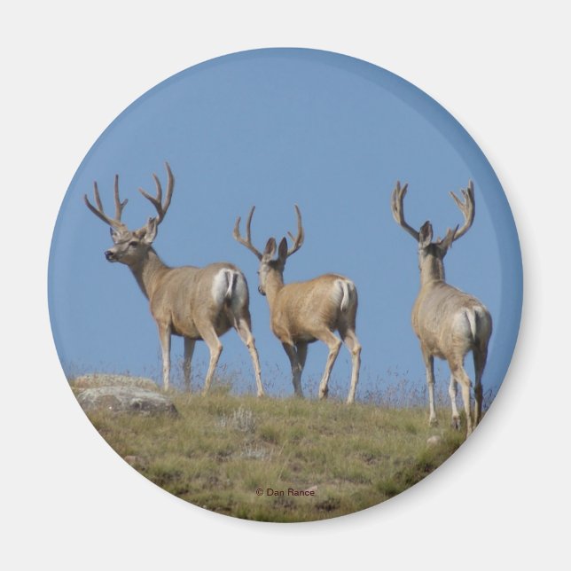 D9 Mule Deer Bucks in Velvet Magnet (Front)