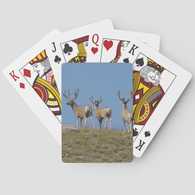 D9 Mule Deer Bucks in Velvet Sky Lined Playing Cards (Back)