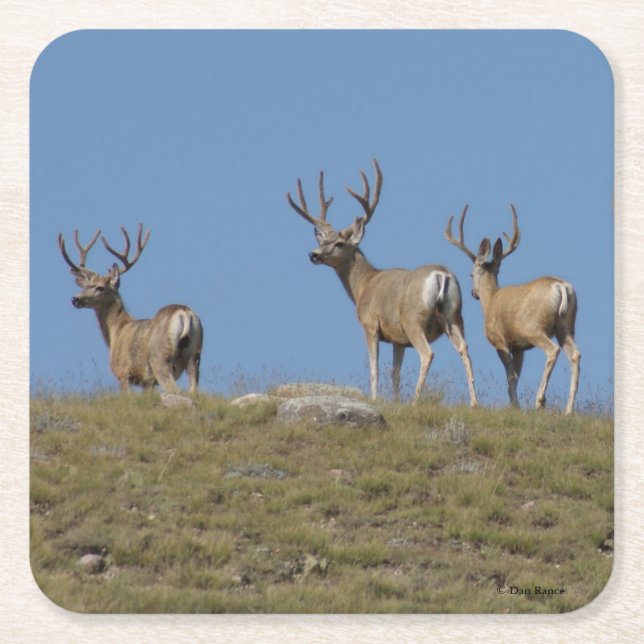 D9 Mule Deer Bucks in Velvet Square Paper Coaster (Front)