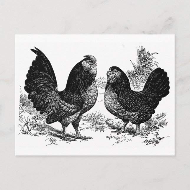 d' Anver Club Postcard (Front)