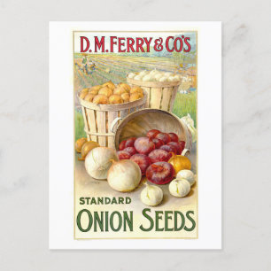 D. M. Ferry & Co. Vintage Onion Seed Advertising Postcard