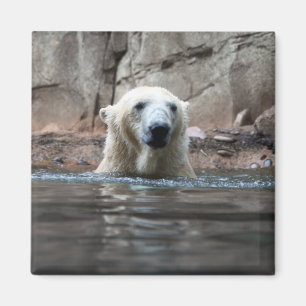 Da bear magnet