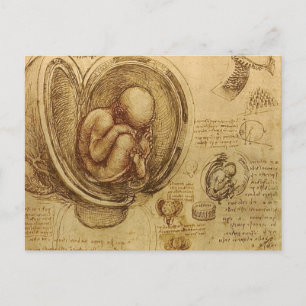 da Vinci - Embryo Sketch Postcard