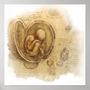 da Vinci - Embryo Sketch Poster
