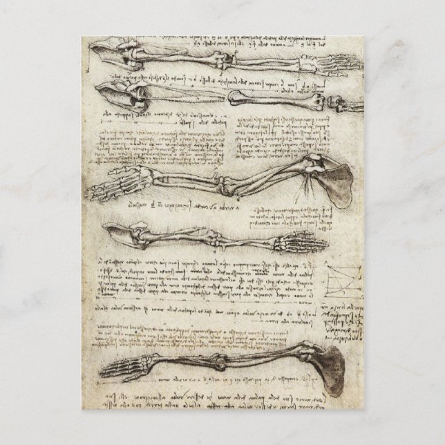 Da Vinci, Leonardo - Study of Anatomy Postcard (Front)