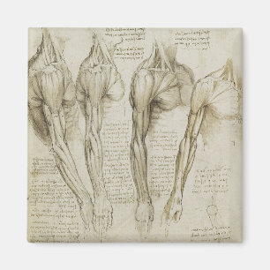 Da Vinci's Human Arm Anatomy Magnet