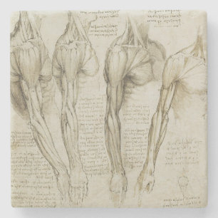 Da Vinci's Human Arm Anatomy Stone Coaster