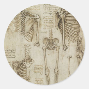 Da Vinci's Human Skeleton Anatomy Sketches Classic Round Sticker