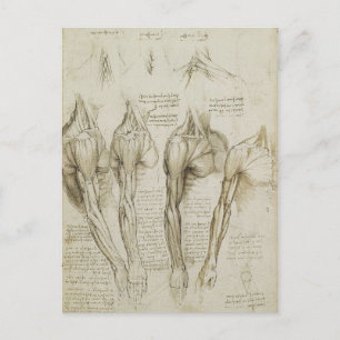 Da Vinci's Human Skeleton Anatomy Sketches Postcard