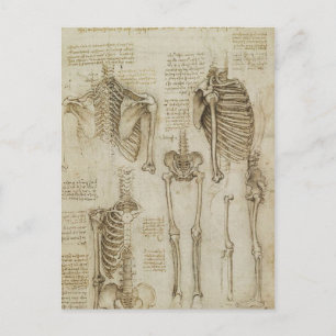 Da Vinci's Human Skeleton Anatomy Sketches Postcard