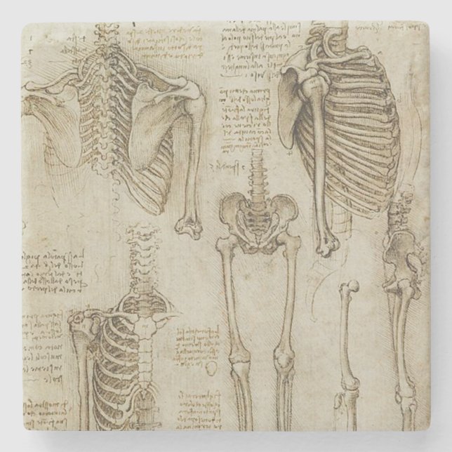 Da Vinci's Human Skeleton Anatomy Sketches Stone Coaster (Front)