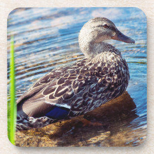 Dabbling Ripples Coaster