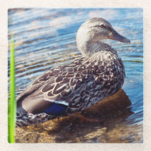 Dabbling Ripples Glass Coaster