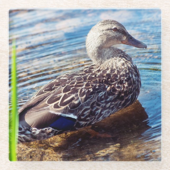 Dabbling Ripples Glass Coaster (Front)