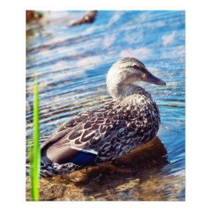 Dabbling Ripples Photo Print