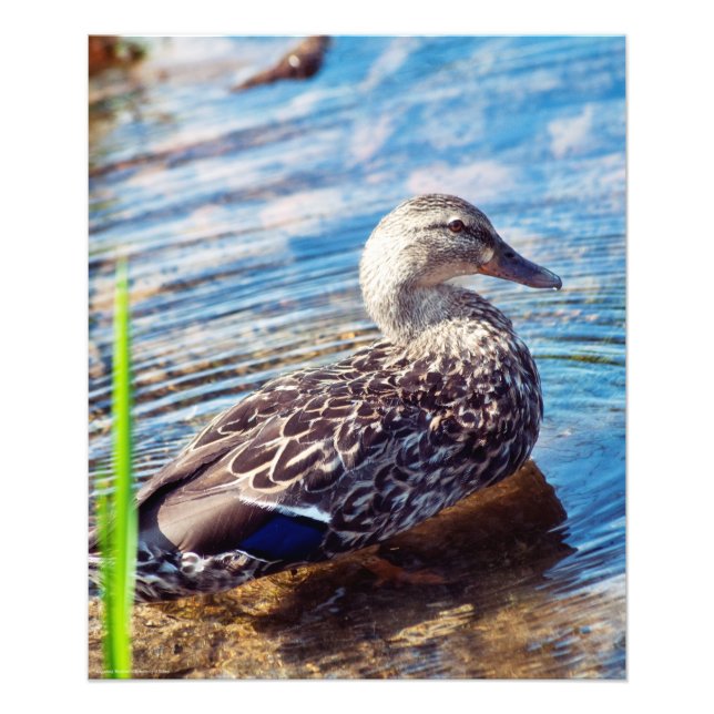 Dabbling Ripples Photo Print (Front)