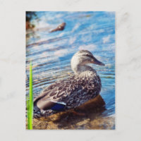 Dabbling Ripples