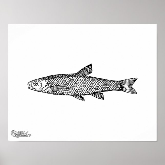 Dace Poster (Front)