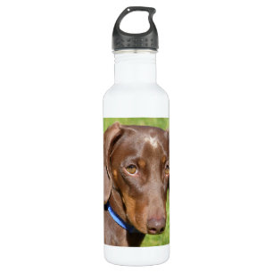 Dachshund 710 Ml Water Bottle