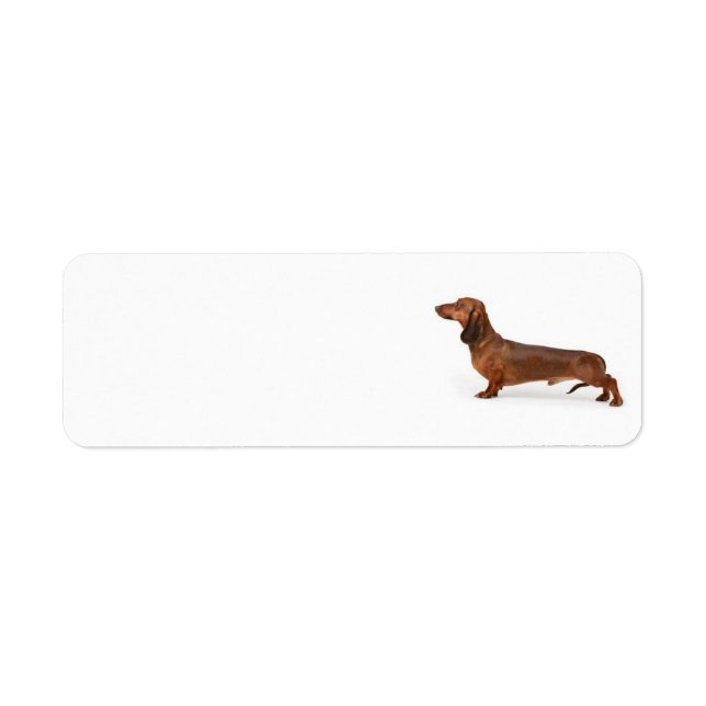 Dachshund Address Label Return Address Label (Front)