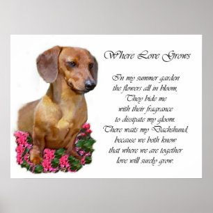 Dachshund Art Prints