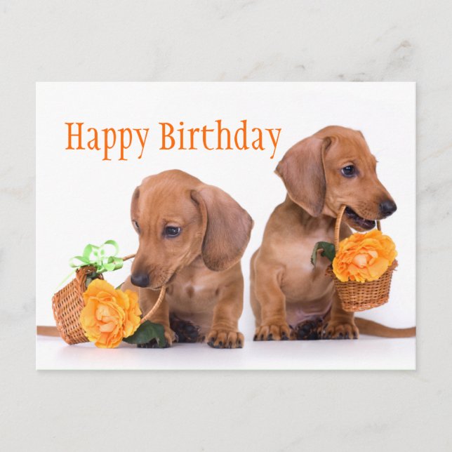 Dachshund Birthday Postcard (Front)