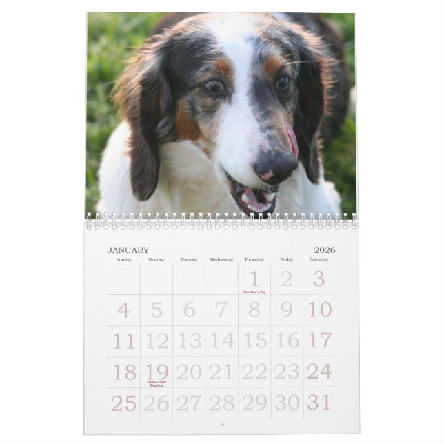 Dachshund Calender Calendar (Jan 2026)