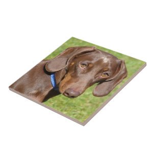 Dachshund  ceramic tile