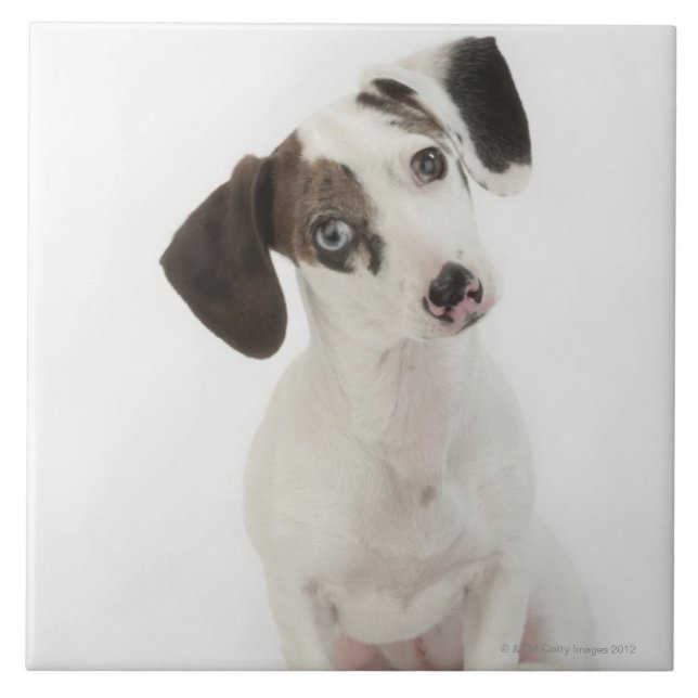 Dachshund/Chihuahua female puppy Ceramic Tile (Front)