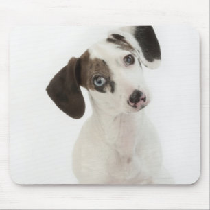 Dachshund/Chihuahua female puppy Mouse Pad