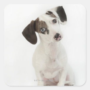 Dachshund/Chihuahua female puppy Square Sticker