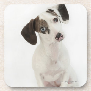 Dachshund/Chihuahua female puppy staring Coaster