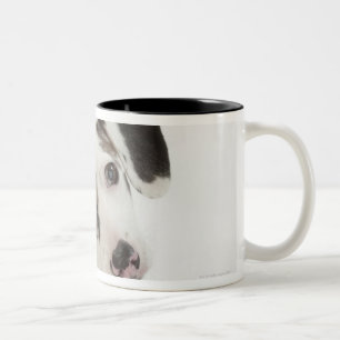 Dachshund/Chihuahua female puppy staring Two-Tone Coffee Mug