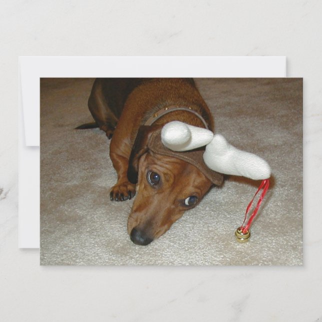 Dachshund Christmas Card - Reluctant Reindeer (Front)