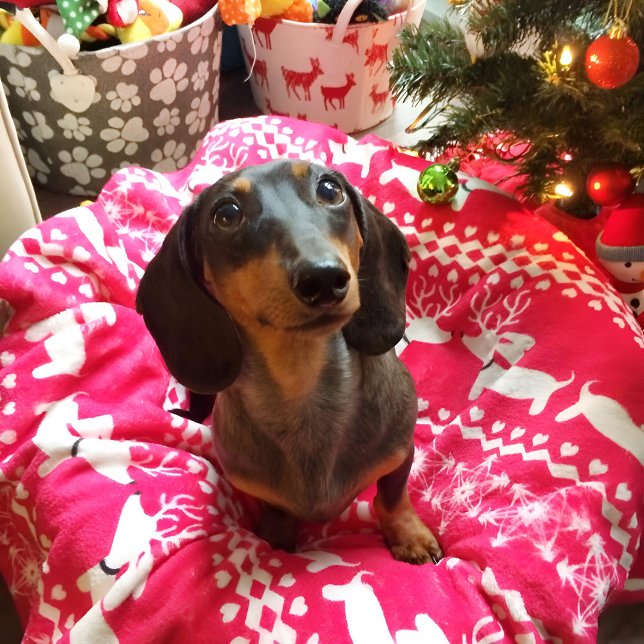 Dachshund Christmas Fair Isle Blanket Wiener Dogs (Dachshund Christmas blanket)