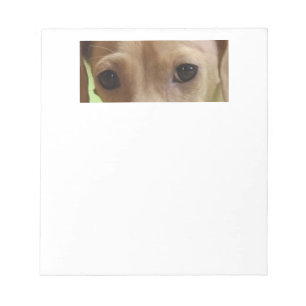 dachshund cream eyes notepad