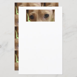 dachshund cream eyes scrapbook paper