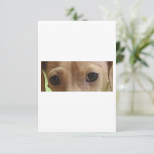 dachshund cream eyes thank you card