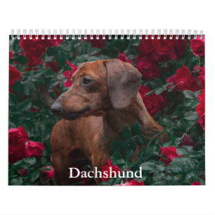 Dachshund Dog Calendar