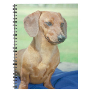 Dachshund Dog Notebook