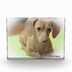Dachshund Dog. Photo Block