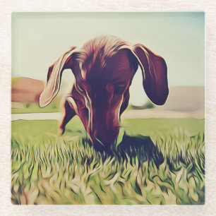 Dachshund Dog Playing With A Tennis Ball Birthday  Glass Coaster
